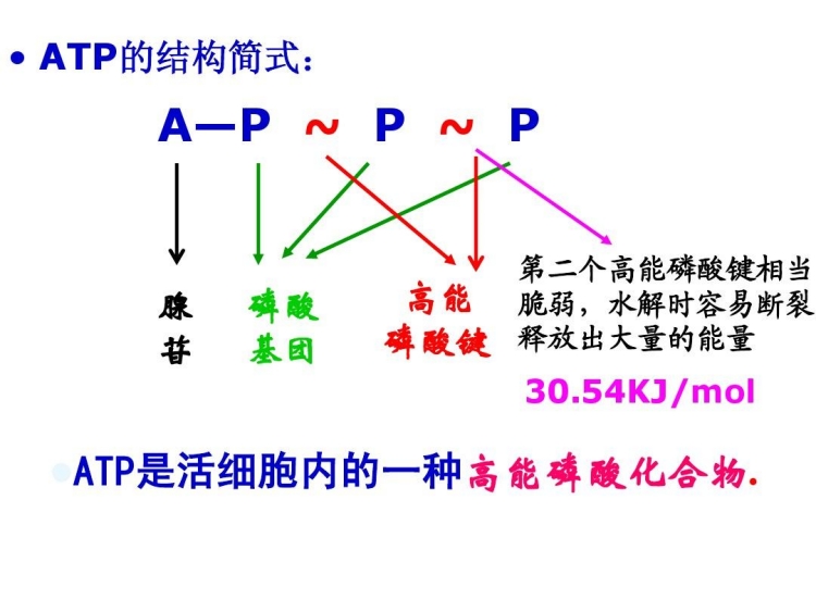 先來(lái)了解一下什么是ATP